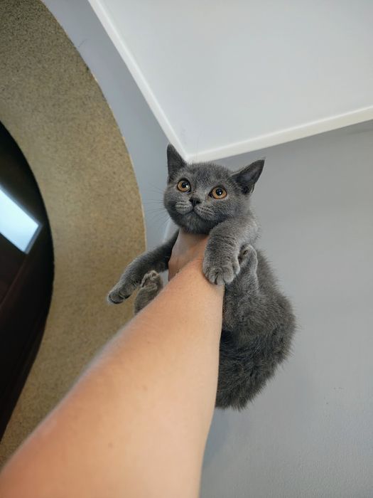 Kocurek hero brytyjski gotowy do odbioru