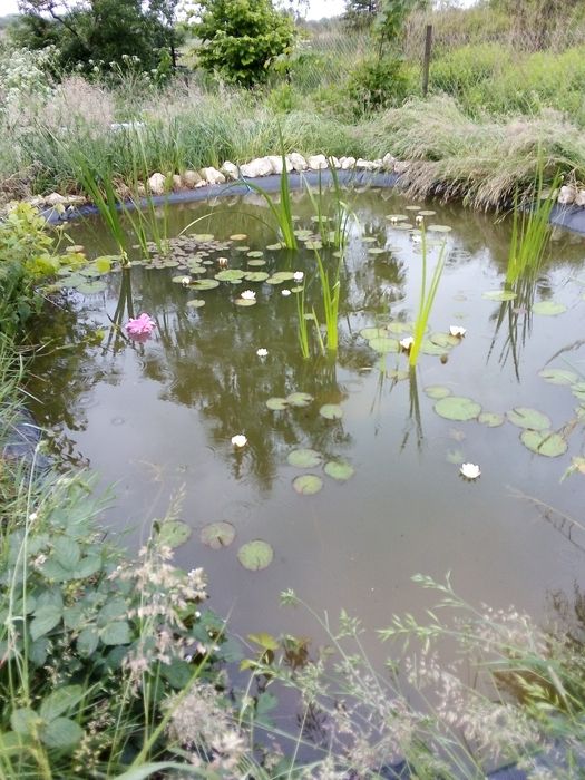 Rosliny do oczka wodnego