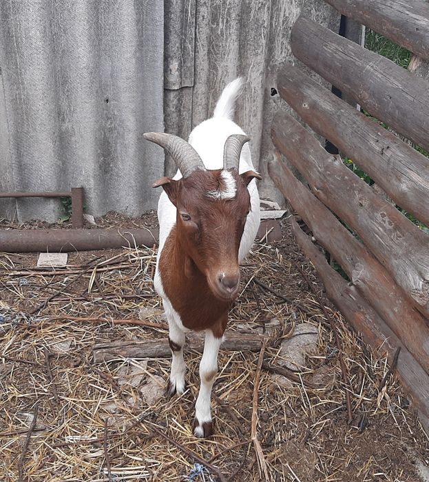 Молодая коза.  Козы. Бурская с ламанчей.