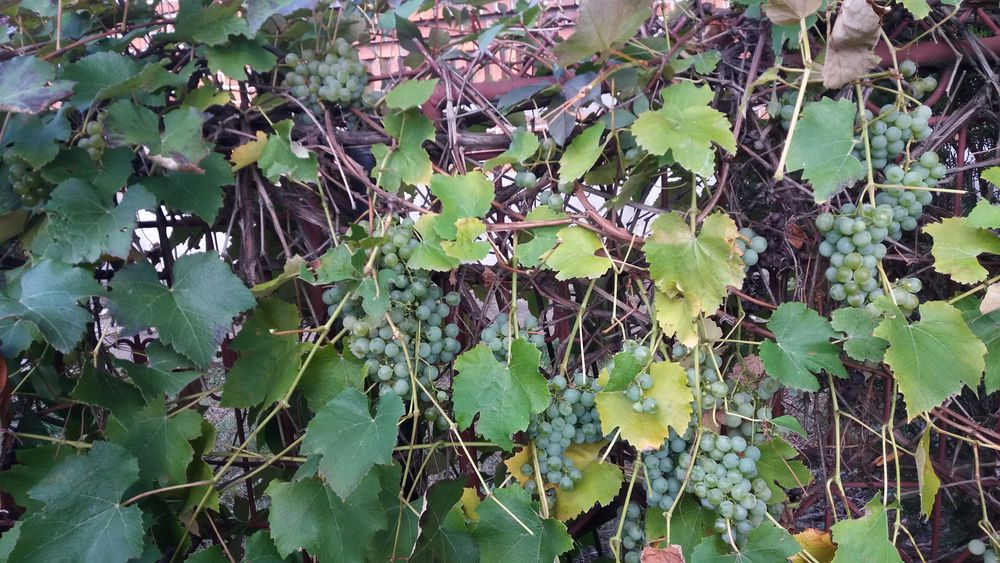 winogron bialy slodki na wino