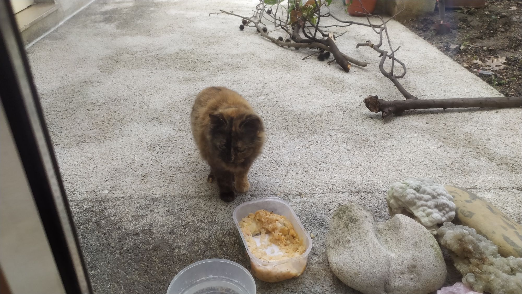 Gatinha de rua juvenil para Adoção Responsável