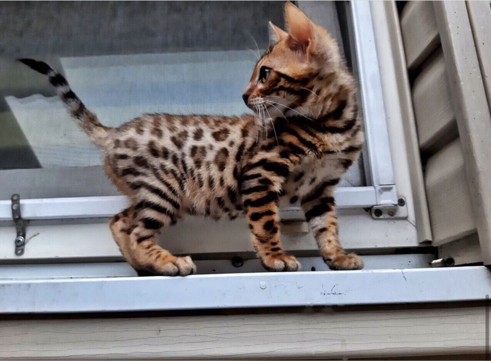 Бенгальские котята