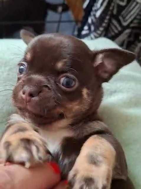 Chihuahua czekoladowy piesek krótkowłosy, wystawowy FCI ZKWP