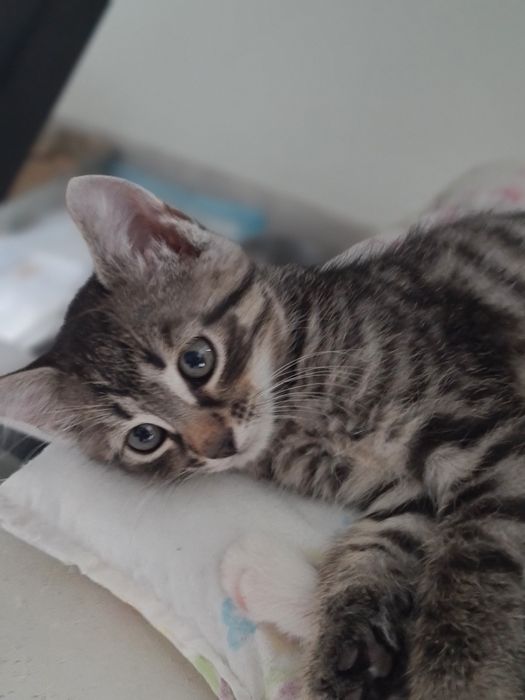 Piękne kotki do wydania