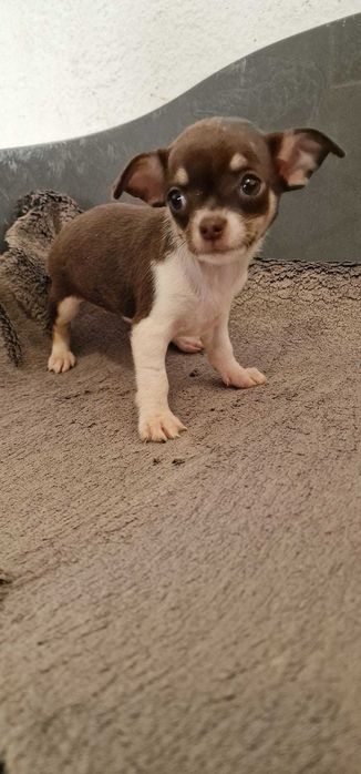 Chihuahua Fêmea Cor Chocolate