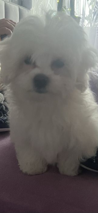 Maltańczyk - 3 miesięczny czeka na Nowych Rodziców