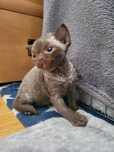 Devon rex pękną kotka