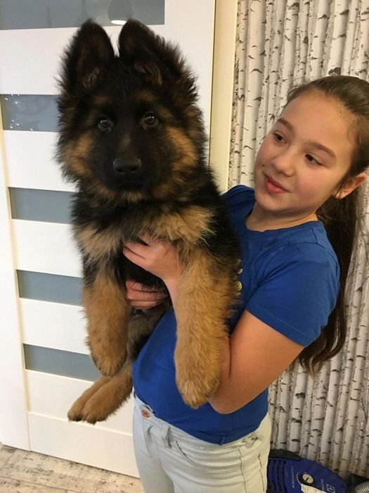 Щенки немецкой овчарки