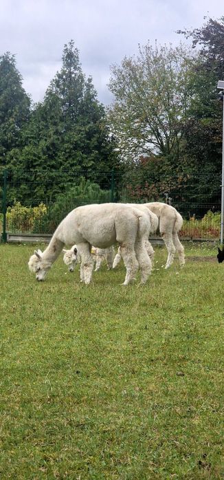 Alpaka samica biała z genem grey