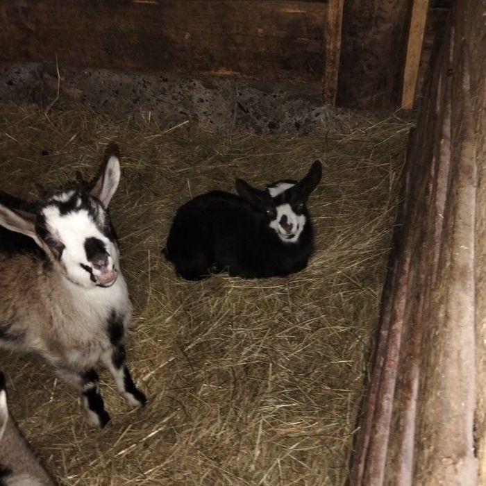 Продаються здорові і веселі козенята!