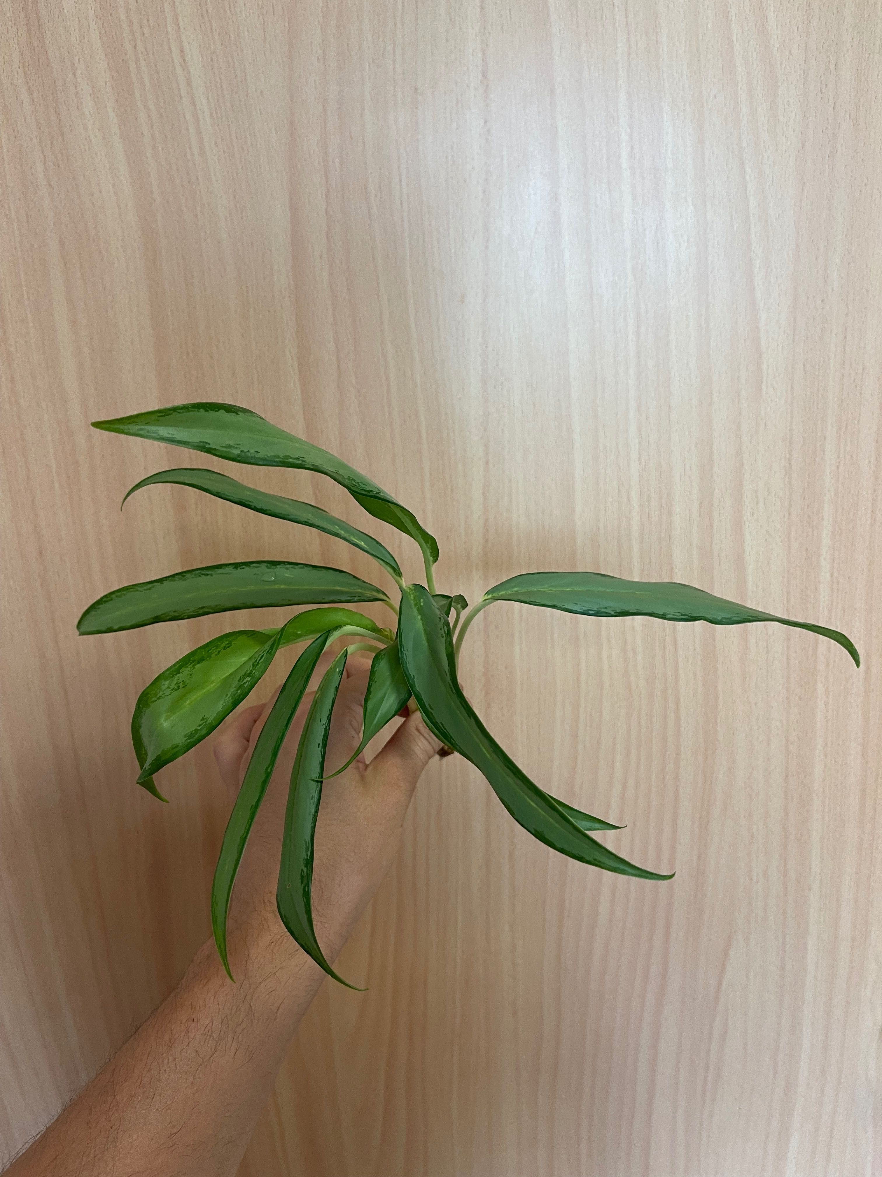 Aglaonema white lance