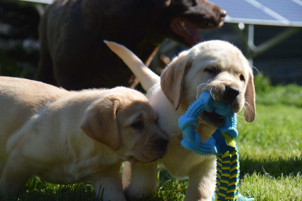 Labrador Retriever- szczenię ,cudny chłopczyk