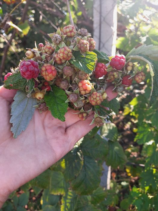 Калина,орех,малина, вишня,хмель,,слива,лимонник,лаконос,юка,роза чайн