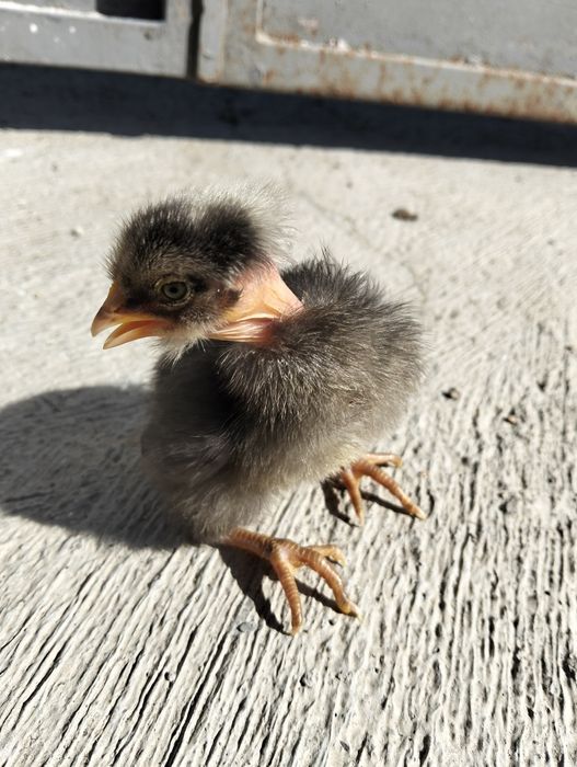 Vendem-se pintos e derivados