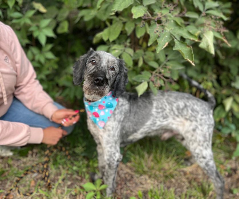 7 lat żył w kojcu.. piesio w typie spaniela. Adoptuj! Pomoz