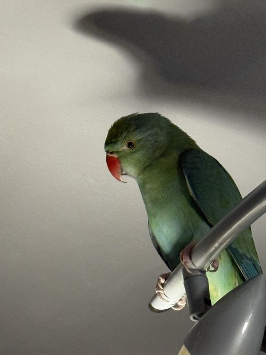 Papuga Aleksandretta Obrozna ( Samiec )