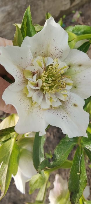 Морозник. Сіянці мікс 5 сортів.