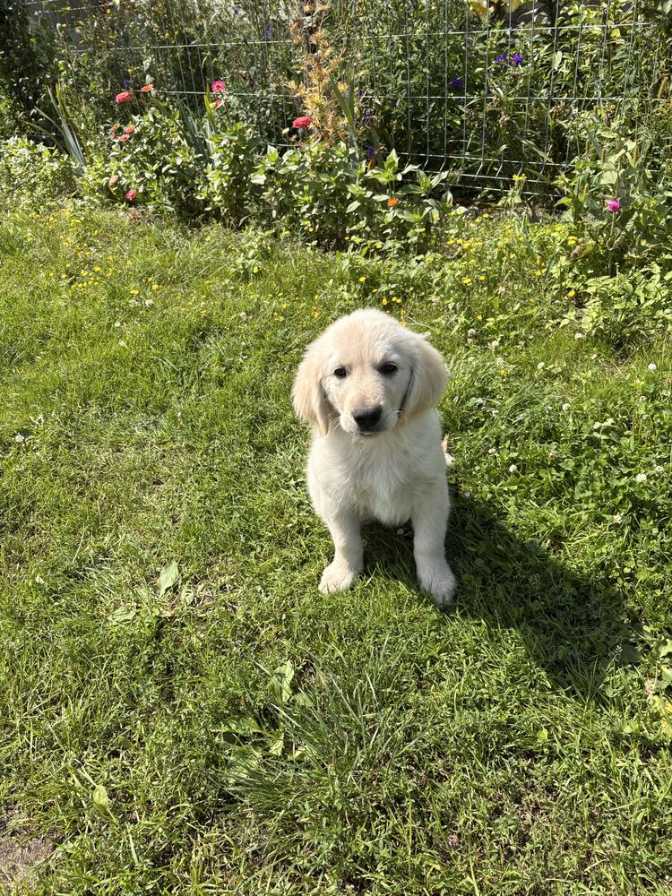 Golden Retriever Piesek