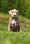 American Bully XL