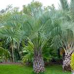 Palmeira Butia Capitata- Exemplares