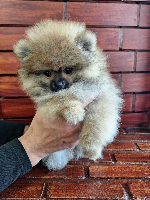 Lulu da pomerânia  com LOP, linhagem Russa, spitz alemão anão