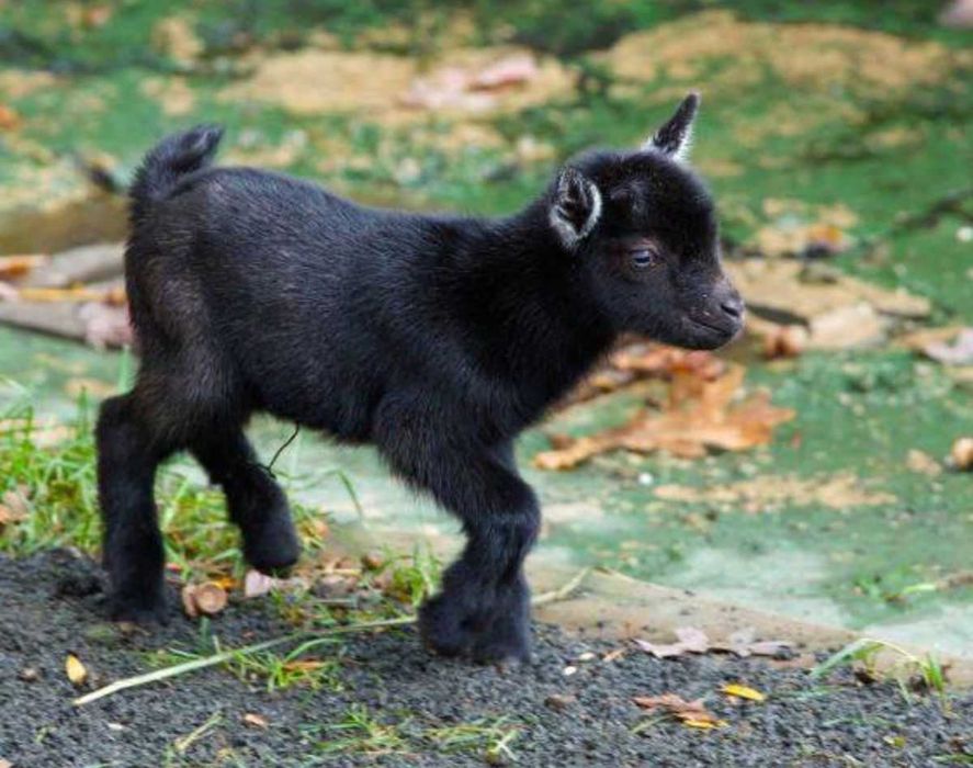 Міні козочка , домашня декоративна камерунська коза