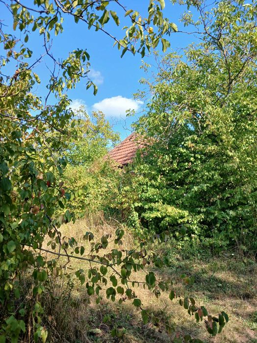 Дача біля термального басейну в Берегові з садовою ділянкою 6.5 соток