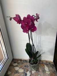 ОрхідеяПаваротті-450 грн