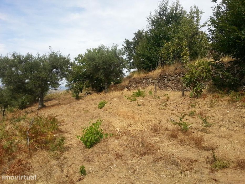 Terreno de cultivo em Póvoa de Penela, Penedono