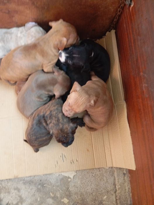 Питбультерера щенки.