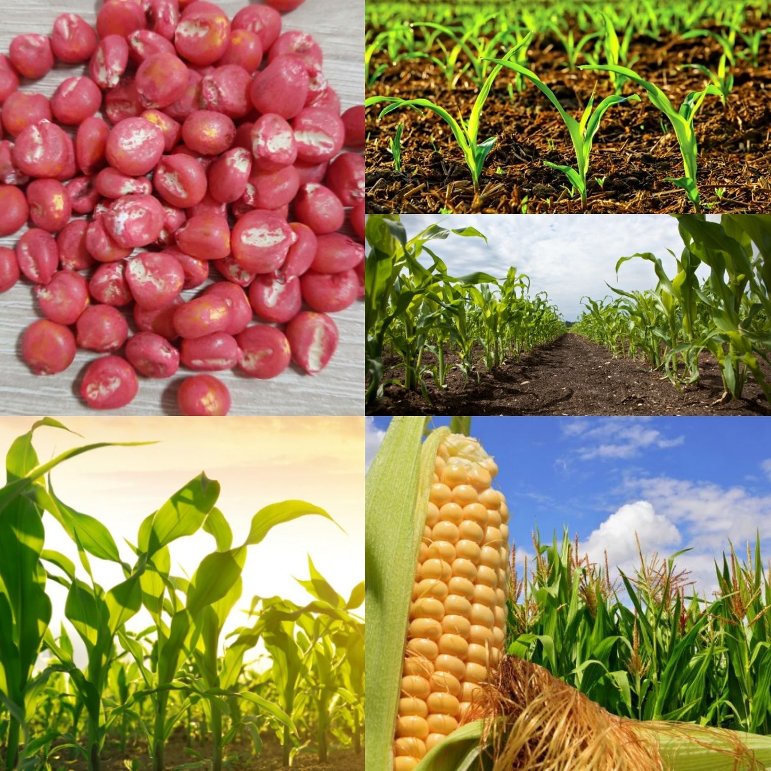 Насіння кукурудзи ДБ Тирас ФАО 190,семена кукурузы,гібриди,Монсанто,Хо