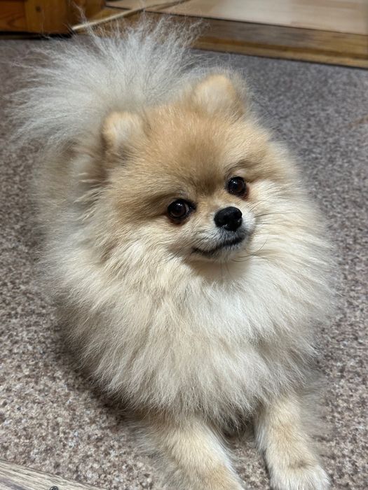 Вʼязка Померанський шпіц