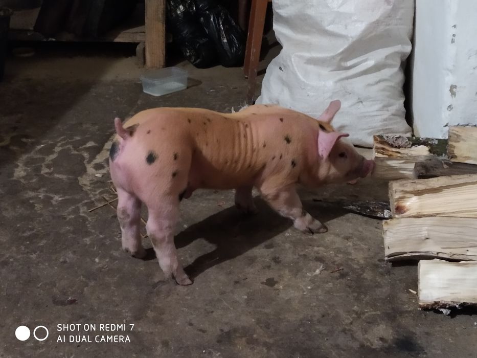 Продам поросята  породасті