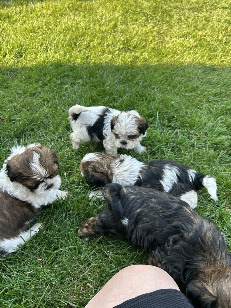 Gizmo- sliczny poesek shih tzu