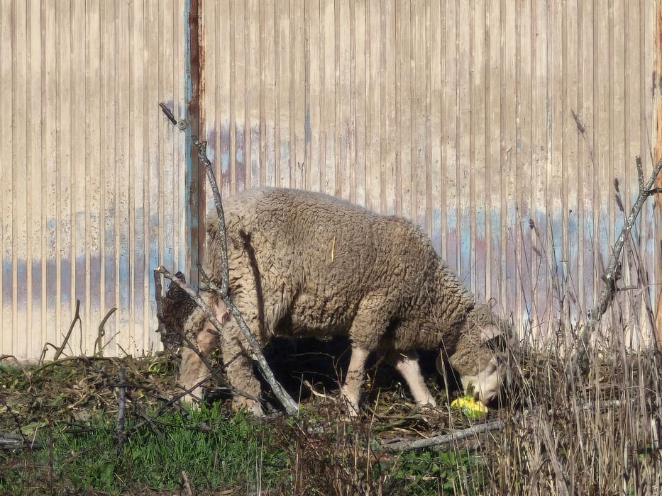 Borregos Ilê de France (machos)