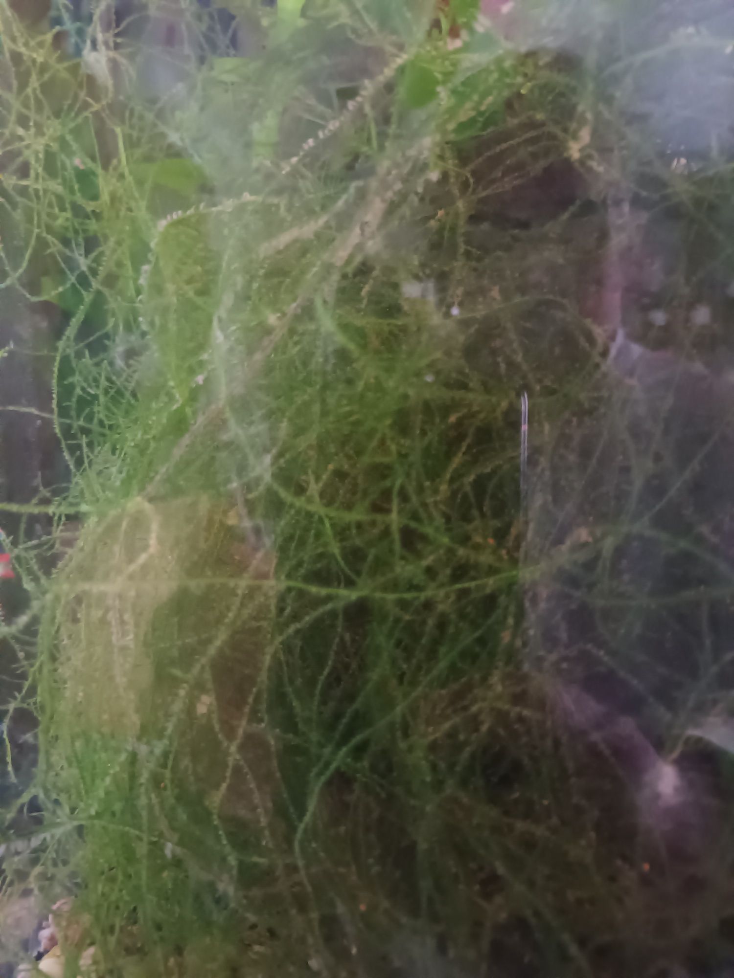 Plantas aquário - Musgo de java