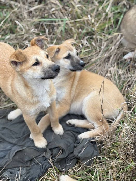 Цуценя в сімʼю!!!малі на вулиці
