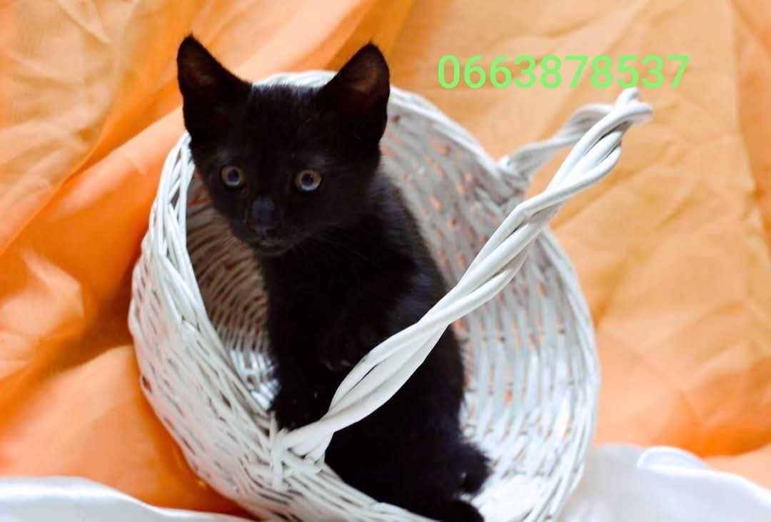 классный малыш Алмазик ищет дом и семью!