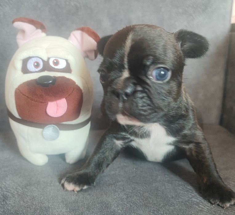 Французский бульдог