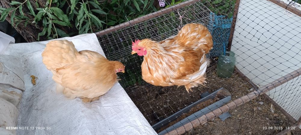 Кохінхін карликовий