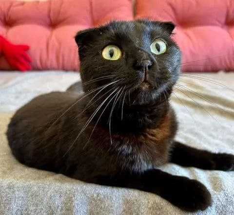 Віддам кішечку-віслоушку в добрі руки