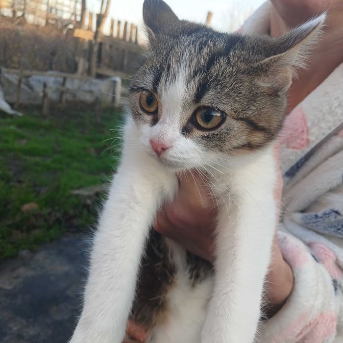 Віддамо кошенят в добрі руки