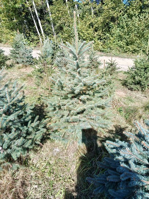 Świerk srebrny,serbski, jodła kaukaska, koreańska, tuje,sadzimy, dowoz