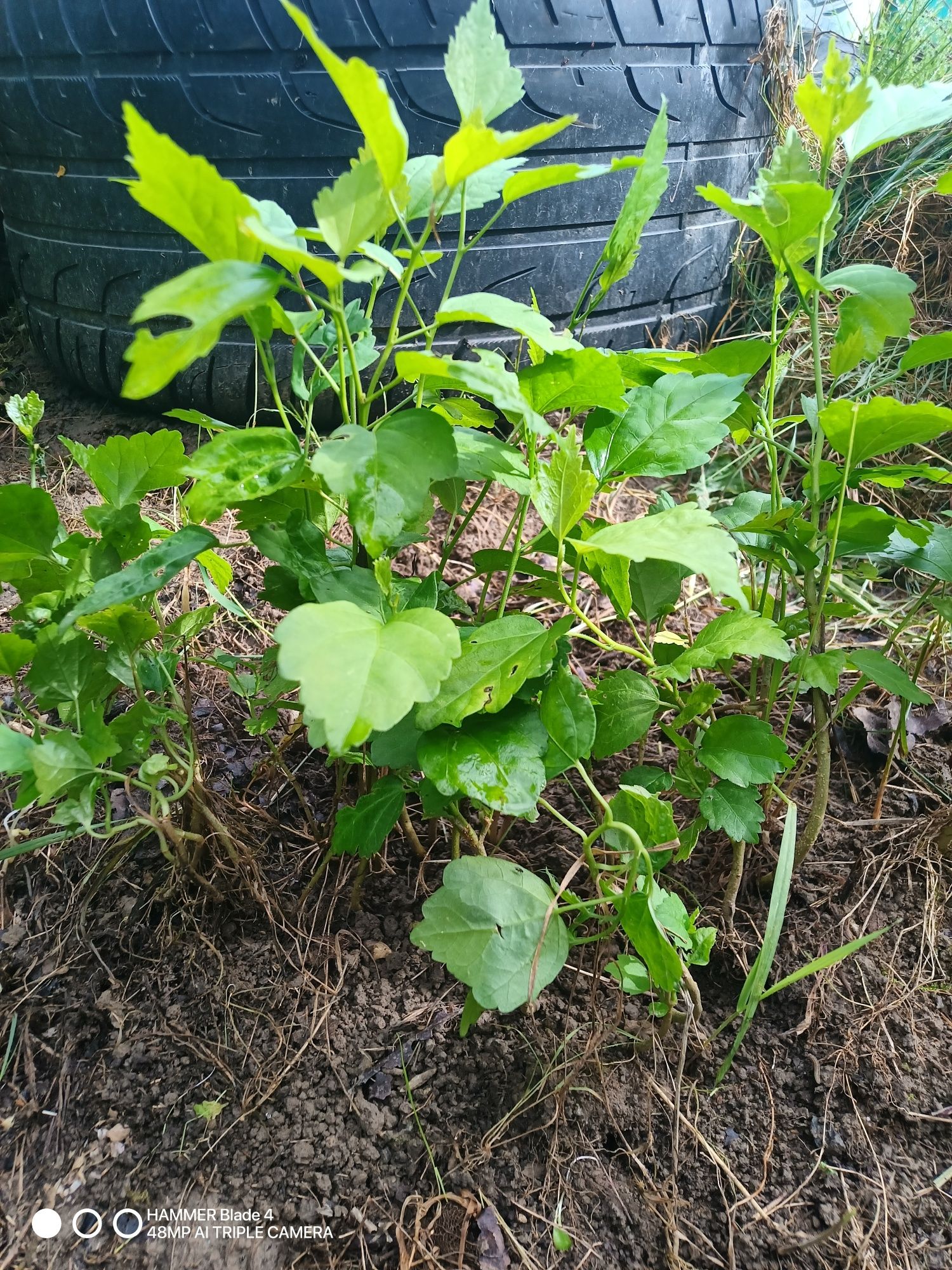 Hibiskus sadzonki
