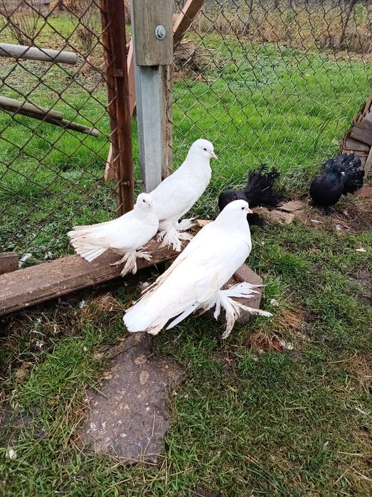 Gołębie ozdobne różne