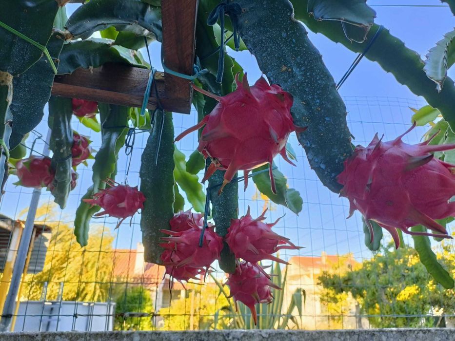 Estacas de Pitaya / Dragon Fruit / Fruta do Dragão