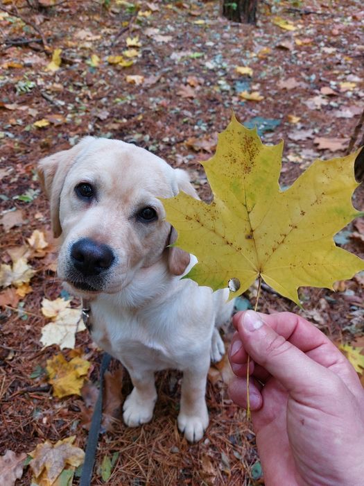 Behawiorysta psów | Szkolenie psów | Korekta psa agresywnego