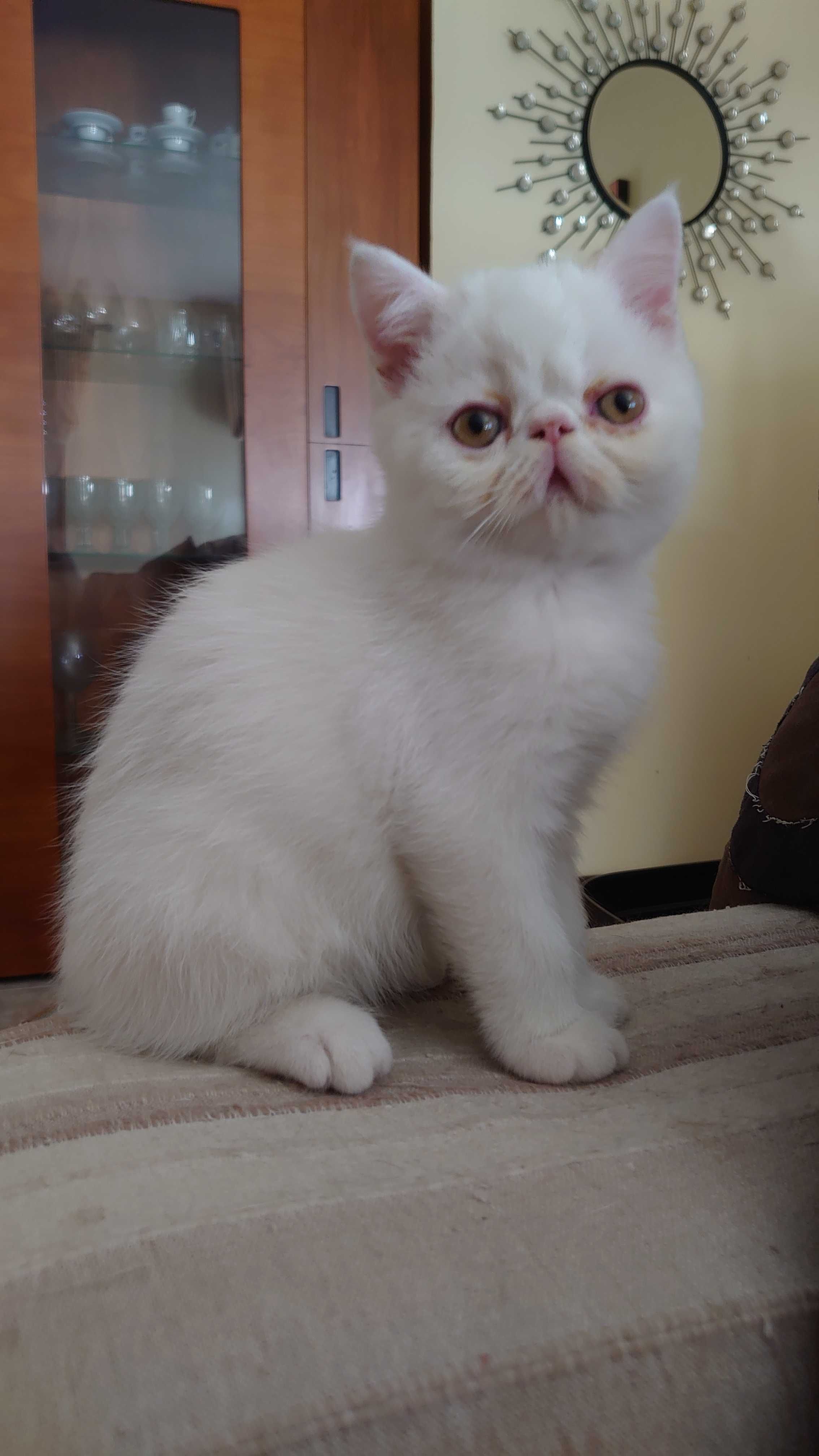 Gatinho Persa Exotico