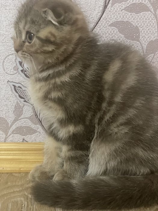 Миленька віслоуха дівчинка , кошеня , золота шиншила