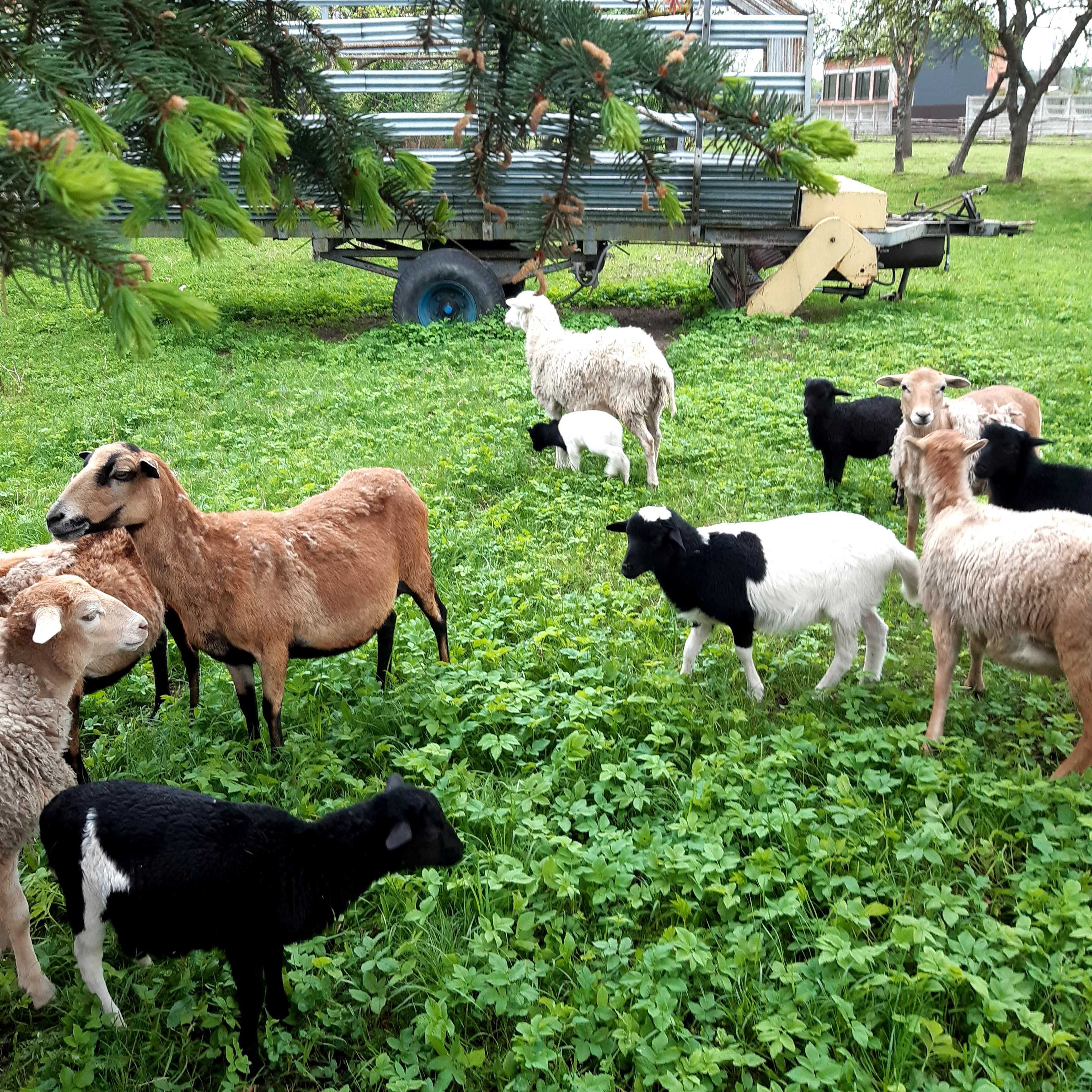 Owce kameruńskie dorpel